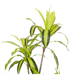 Sztuczna roślina DRACENA 150 cm
